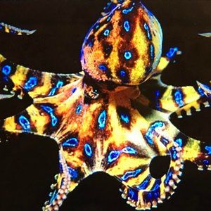 Meet your Posher, Serephina azaela